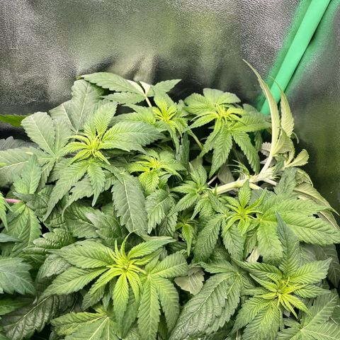 Purple Punch growlog timeline photo