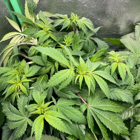 Biscotti Mintz growlog timeline photo