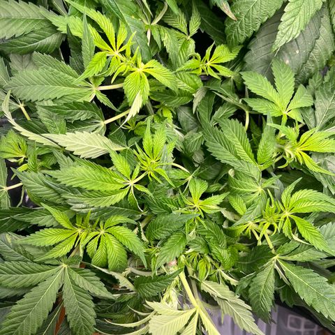 Silver Haze growlog timeline photo