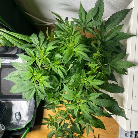 Silver Haze growlog timeline photo