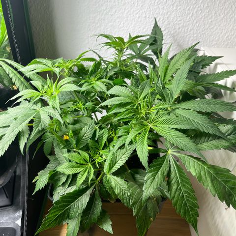 Silver Haze growlog timeline photo