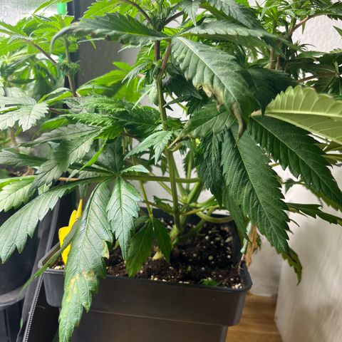Biscotti Mintz growlog timeline photo