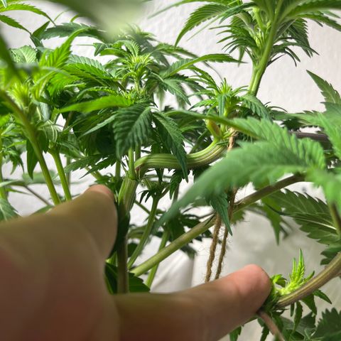 Biscotti Mintz growlog timeline photo