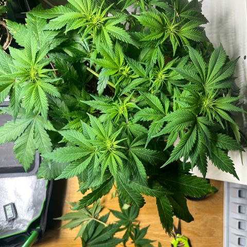 Biscotti Mintz growlog timeline photo