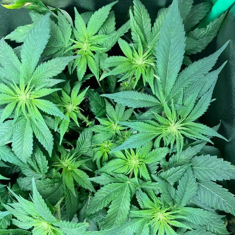 Purple Punch growlog timeline photo
