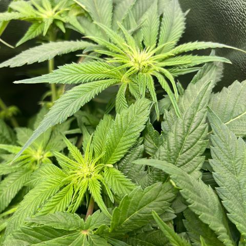 Purple Punch growlog timeline photo