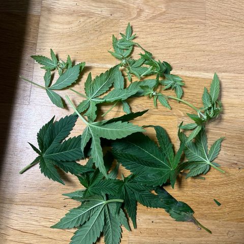 Purple Punch growlog timeline photo