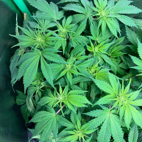 Biscotti Mintz growlog timeline photo