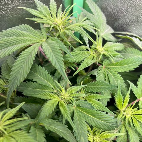 Biscotti Mintz growlog timeline photo