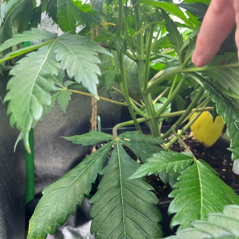 Biscotti Mintz growlog timeline photo