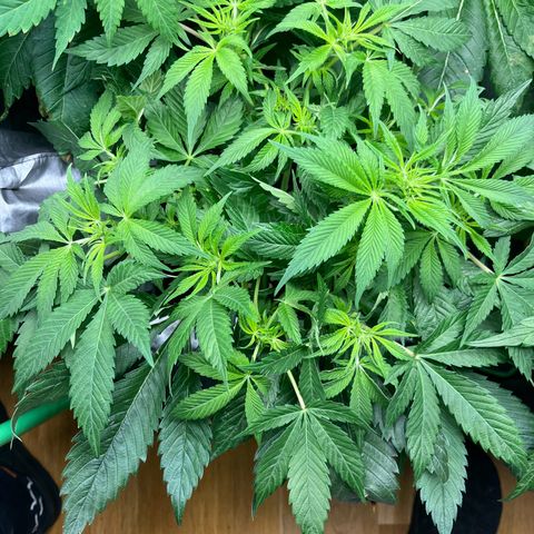 Silver Haze growlog timeline photo
