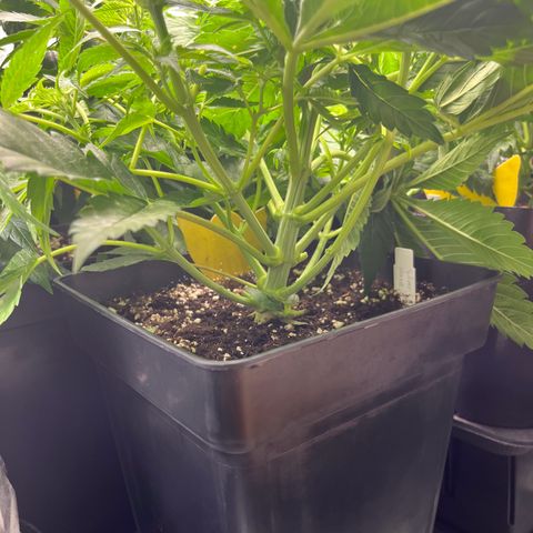 Silver Haze growlog timeline photo