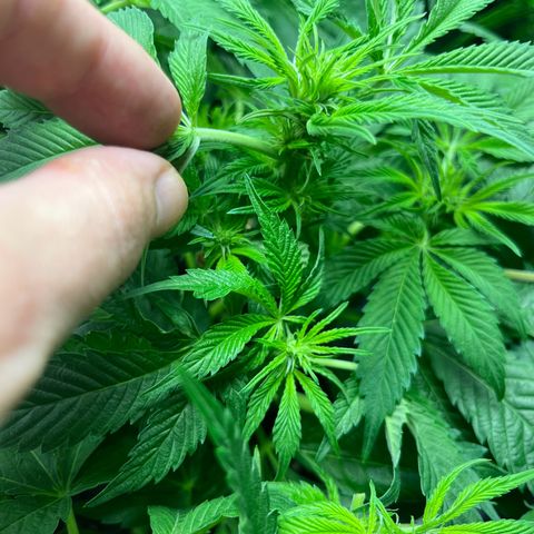 Silver Haze growlog timeline photo