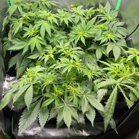 Purple Punch growlog timeline photo