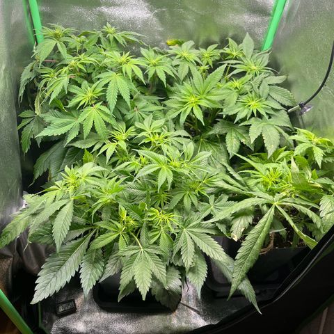 Purple Punch growlog timeline photo