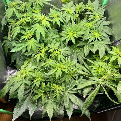 Purple Punch growlog timeline photo