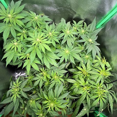 Purple Punch growlog timeline photo