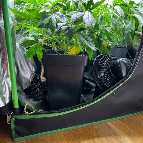 Purple Punch growlog timeline photo