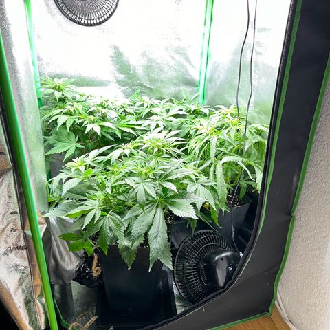 Purple Punch growlog timeline photo