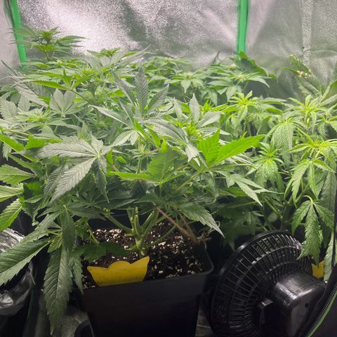 Purple Punch growlog timeline photo