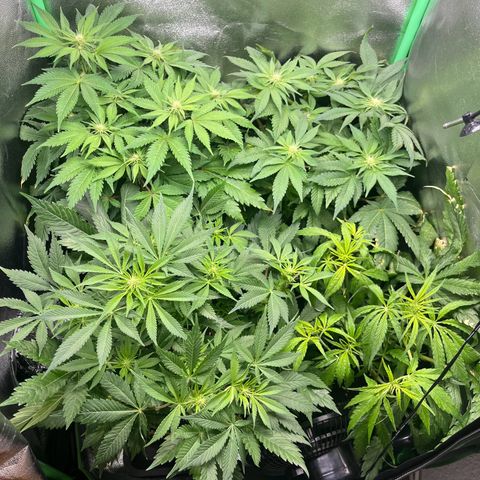 Purple Punch growlog timeline photo
