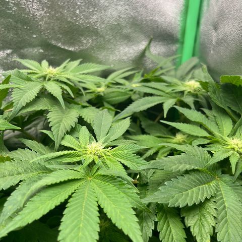 Purple Punch growlog timeline photo