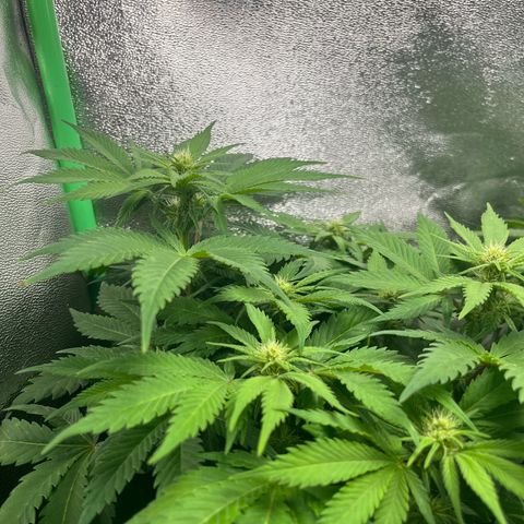 Biscotti Mintz growlog timeline photo