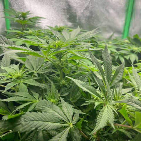 Silver Haze growlog timeline photo