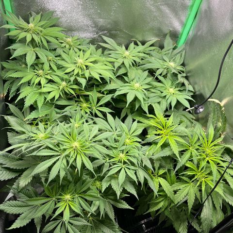 Purple Punch growlog timeline photo