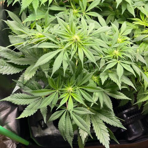 Silver Haze growlog timeline photo