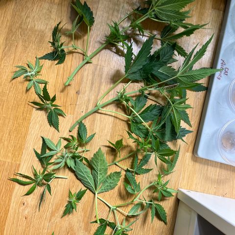 Silver Haze growlog timeline photo