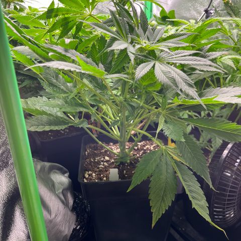 Silver Haze growlog timeline photo
