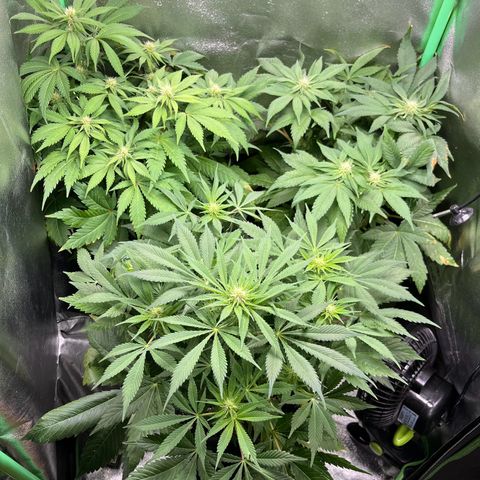Purple Punch growlog timeline photo