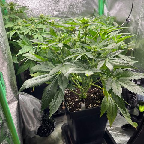 Purple Punch growlog timeline photo