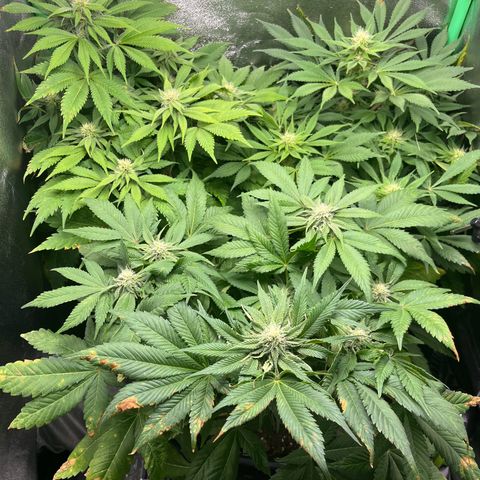 Purple Punch growlog timeline photo