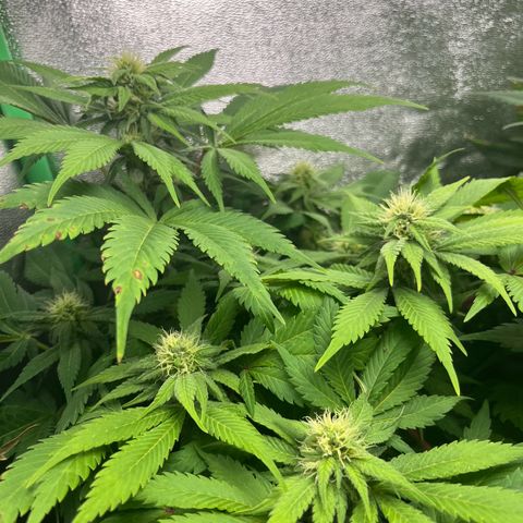Biscotti Mintz growlog timeline photo