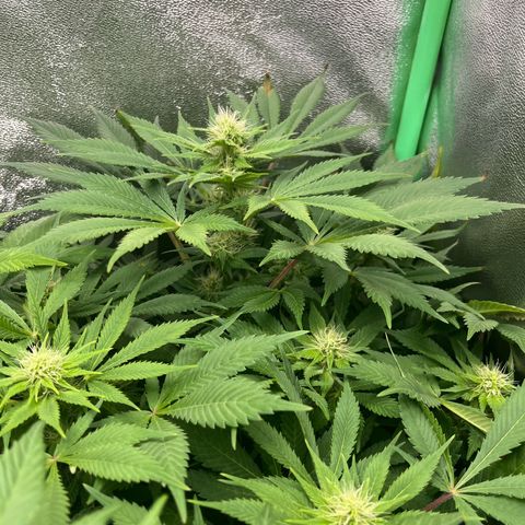 Purple Punch growlog timeline photo