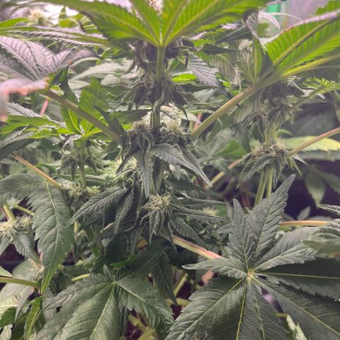 Silver Haze growlog timeline photo