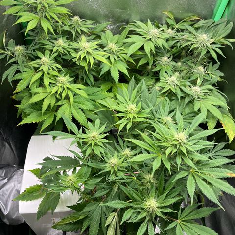 Purple Punch growlog timeline photo