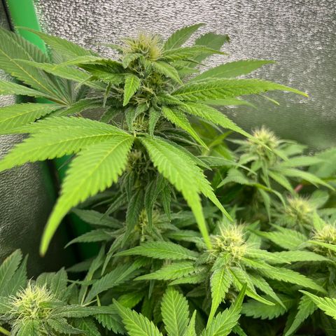 Biscotti Mintz growlog timeline photo