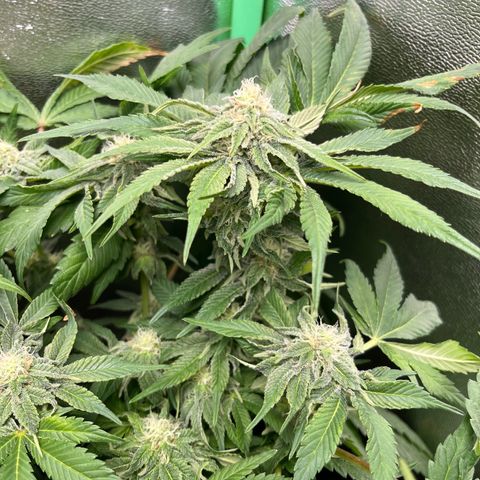 Purple Punch growlog timeline photo