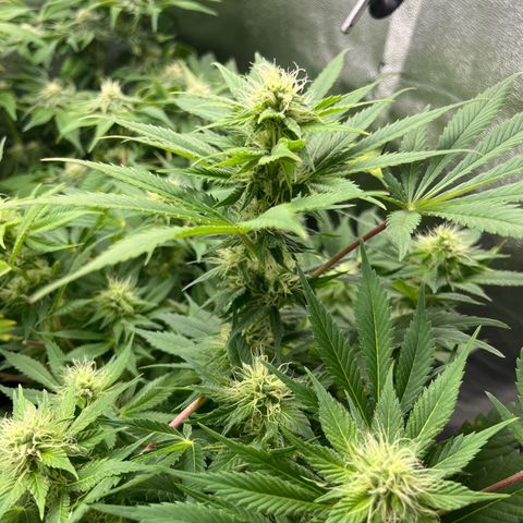 Silver Haze growlog timeline photo