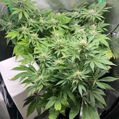 Purple Punch growlog timeline photo