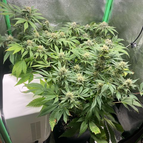 Purple Punch growlog timeline photo