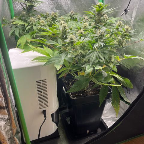 Purple Punch growlog timeline photo