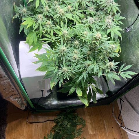Purple Punch growlog timeline photo