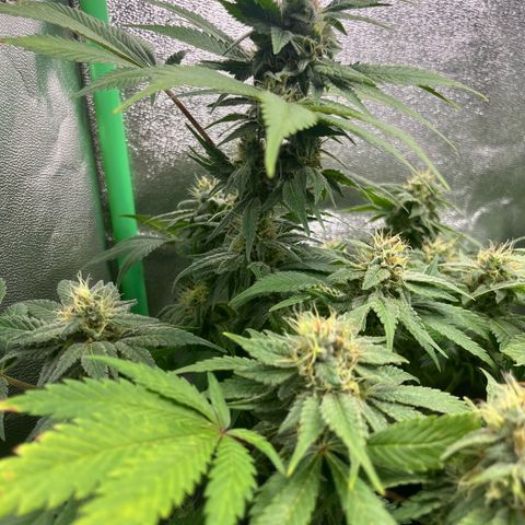 Biscotti Mintz growlog timeline photo