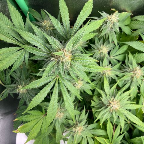 Biscotti Mintz growlog timeline photo
