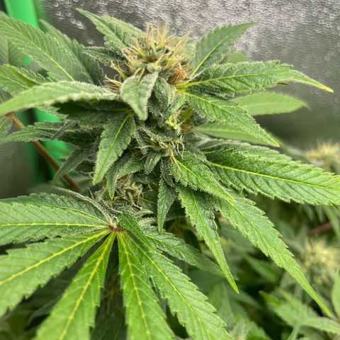 Biscotti Mintz growlog timeline photo