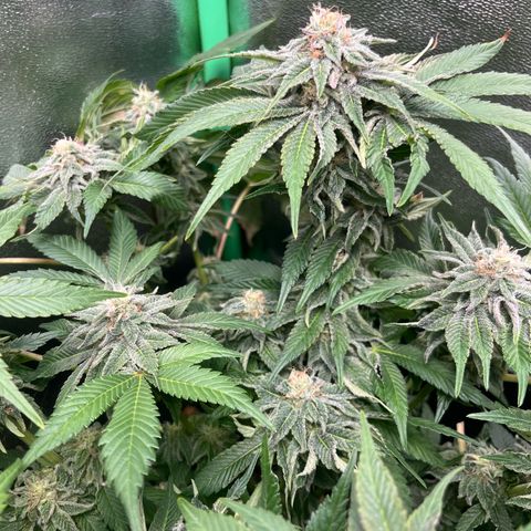 Purple Punch growlog timeline photo